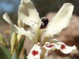 Lapeirousia fabricii finer details